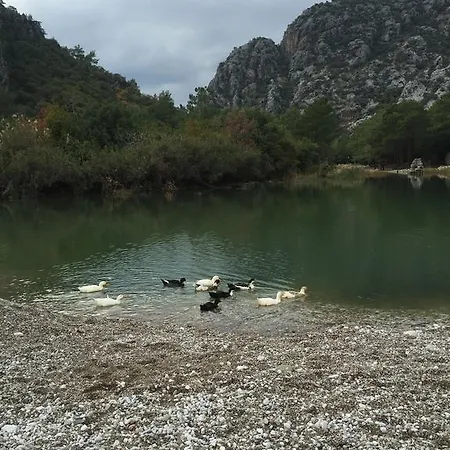 Zambak Cirali